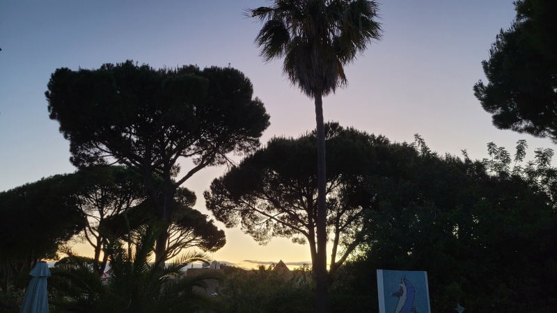 Sonnenuntergang hinter Palmen an der Algarve